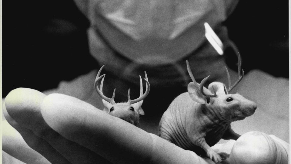 Scientists grow antlers on mice, hope to regrow human limbs - TVP World image