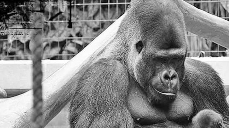Najpiękniejszy goryl z Warszawy nie żyje. ZOO opublikowało wzruszający wpis (fot. FB/Warszawskie ZOO)