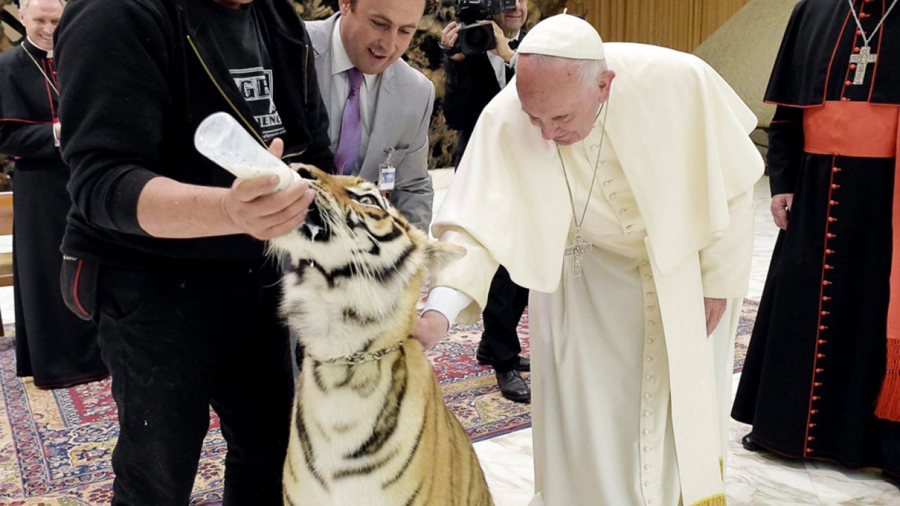 Franciszek pogłaskał młodego tygrysa (fot. PAP/EPA/L'OSSERVATORE ROMANO)