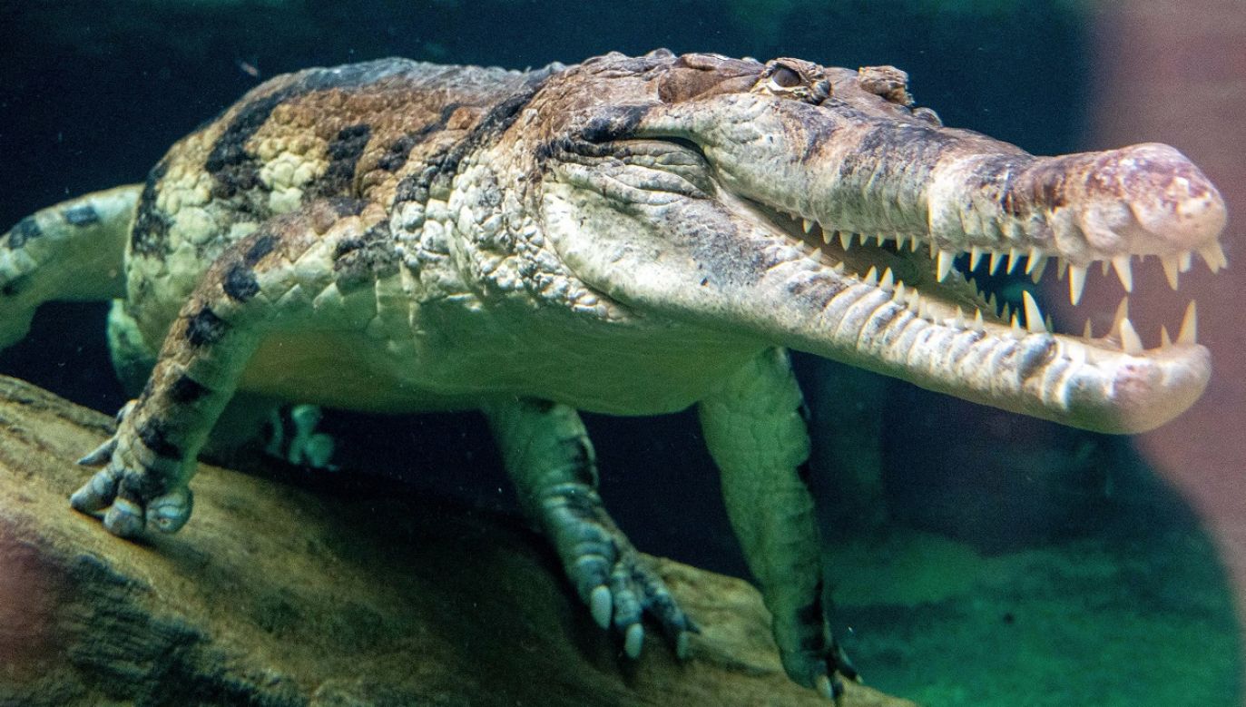 Krokodyle mają niezwykłą zdolność wyczuwania małych fal wody i ruchów powietrza, przez co namierzają swoje ofiary (fot. PAP/Grzegorz Michałowski)