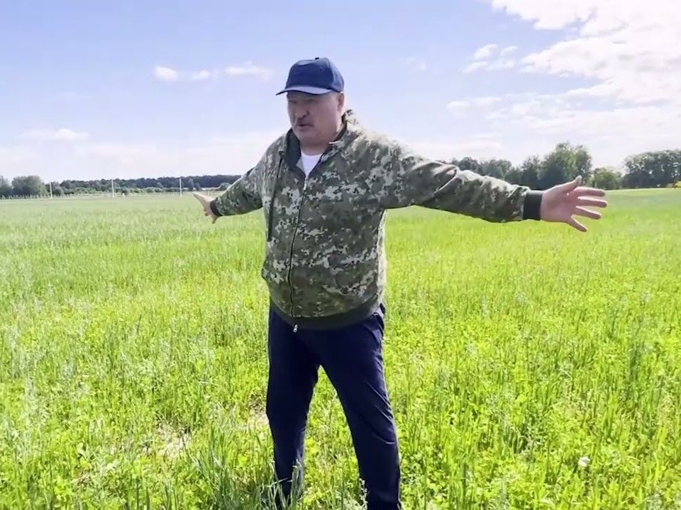 Здымак мае ілюстрацыйны характар. Аляксандр Лукашэнка на полі малочна-таварнага комплексу «Паўлінка». Аршанскі раён, Беларусь. 12 ліпеня 2023 года. (Скрыншот: Пул первого / Telegram)