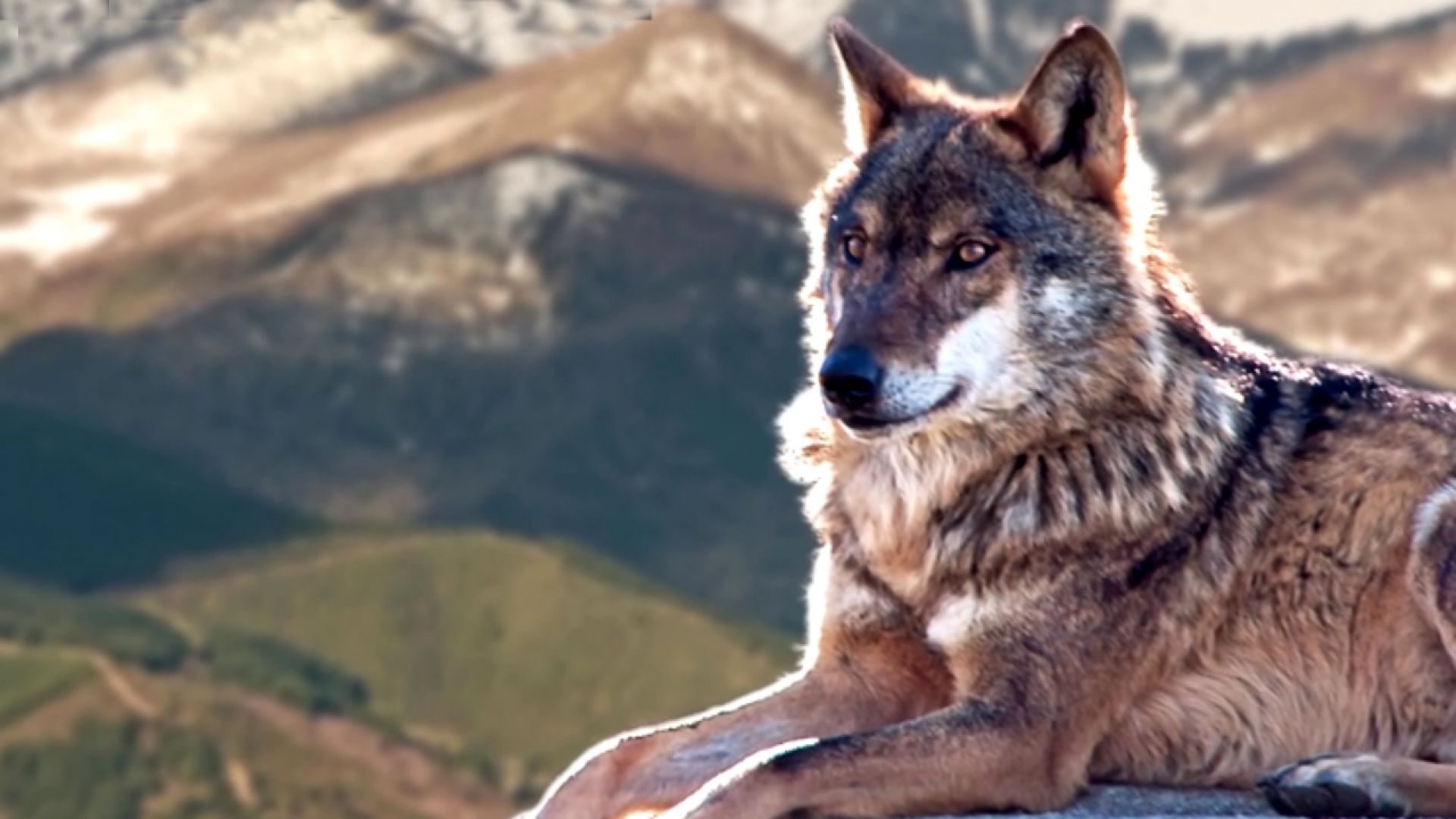 10 faktów o wilkach