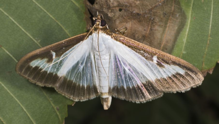 Poland S Gardeners Dread Invasive Moth Species Polandin Com
