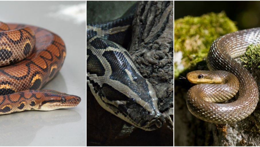 Writhing Terror Season Of Constrictors Polandin Com