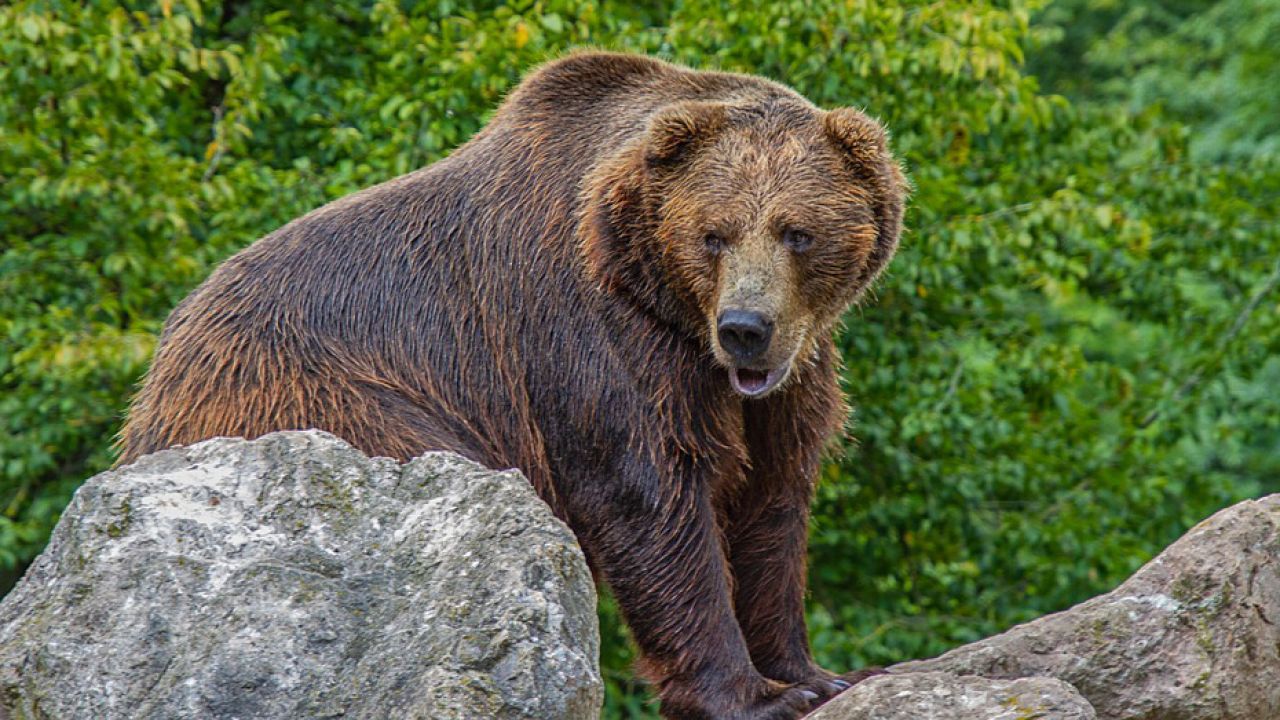 Dotychczas zarejestrowano 26 wniosków o pozwolenie na odstrzał niedźwiedzi w całej Słowacji (fot. piaxabay/NickyPe)