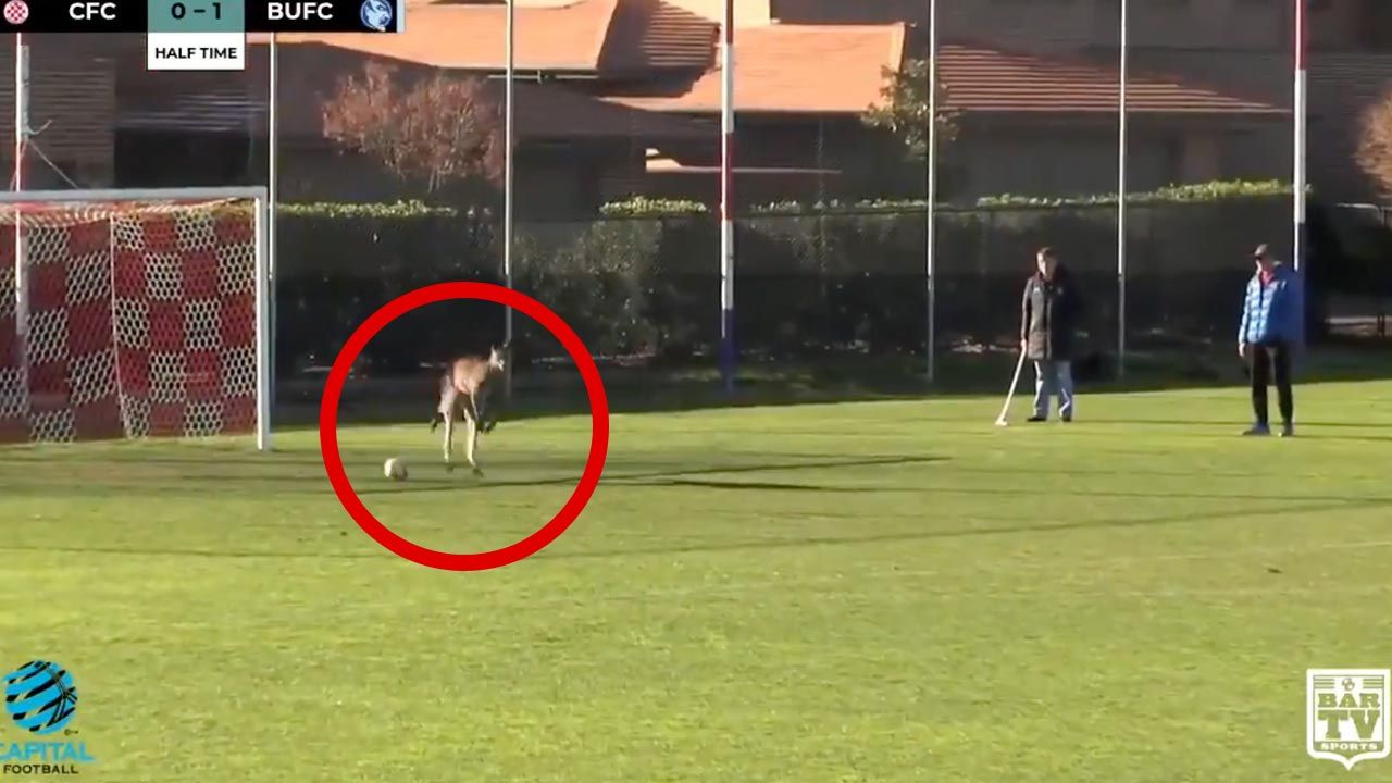 Kangur miał kilka udanych interwencji (fot. Bar TV sports) Kangur miał kilka udanych interwencji (fot. Bar TV sports)