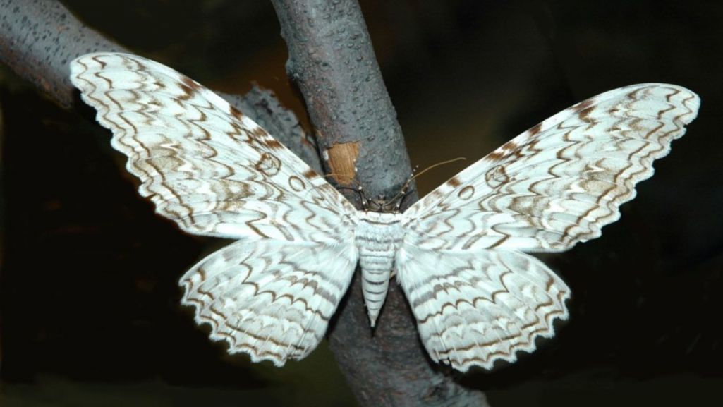 Na zdjęciu thysania agrippina. Fot.wikimedia/ Acrocynus