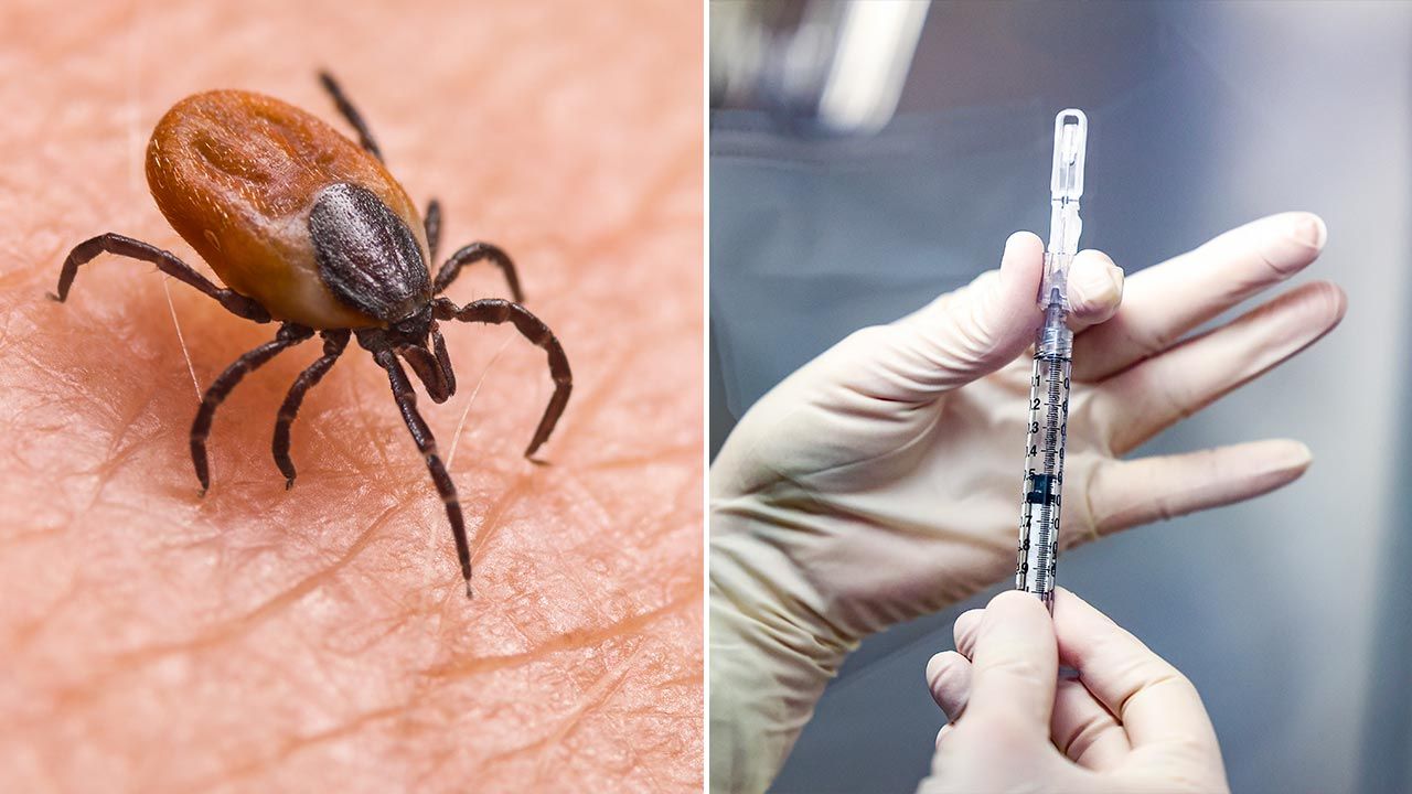 Szczepionka miałaby chronić przed chorobami odkleszczowymi (fot. Shutterstock/KPixMining; Michael Ciaglo/Getty Images)