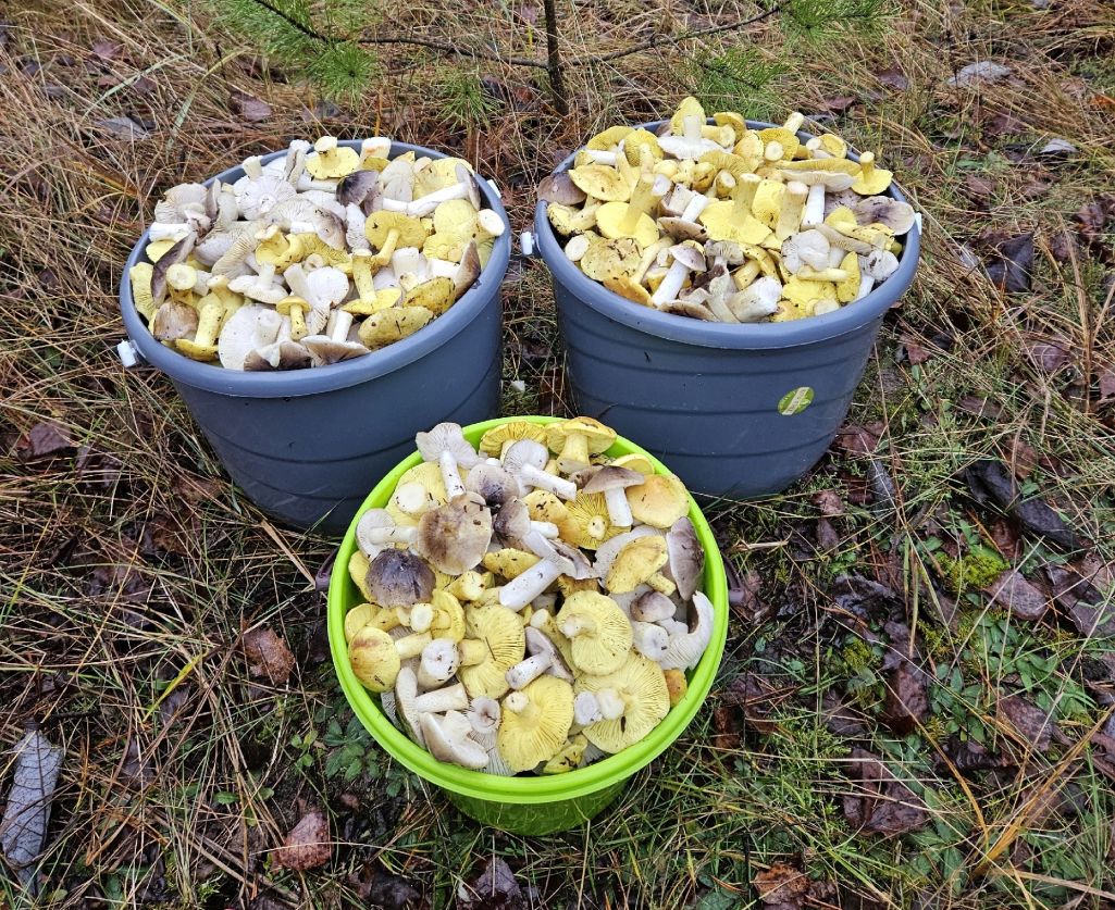 Ведерки, собранные около Бобруйска 12 ноября. Фото: Группа ВК «Грибы: грибные войска Беларуси»