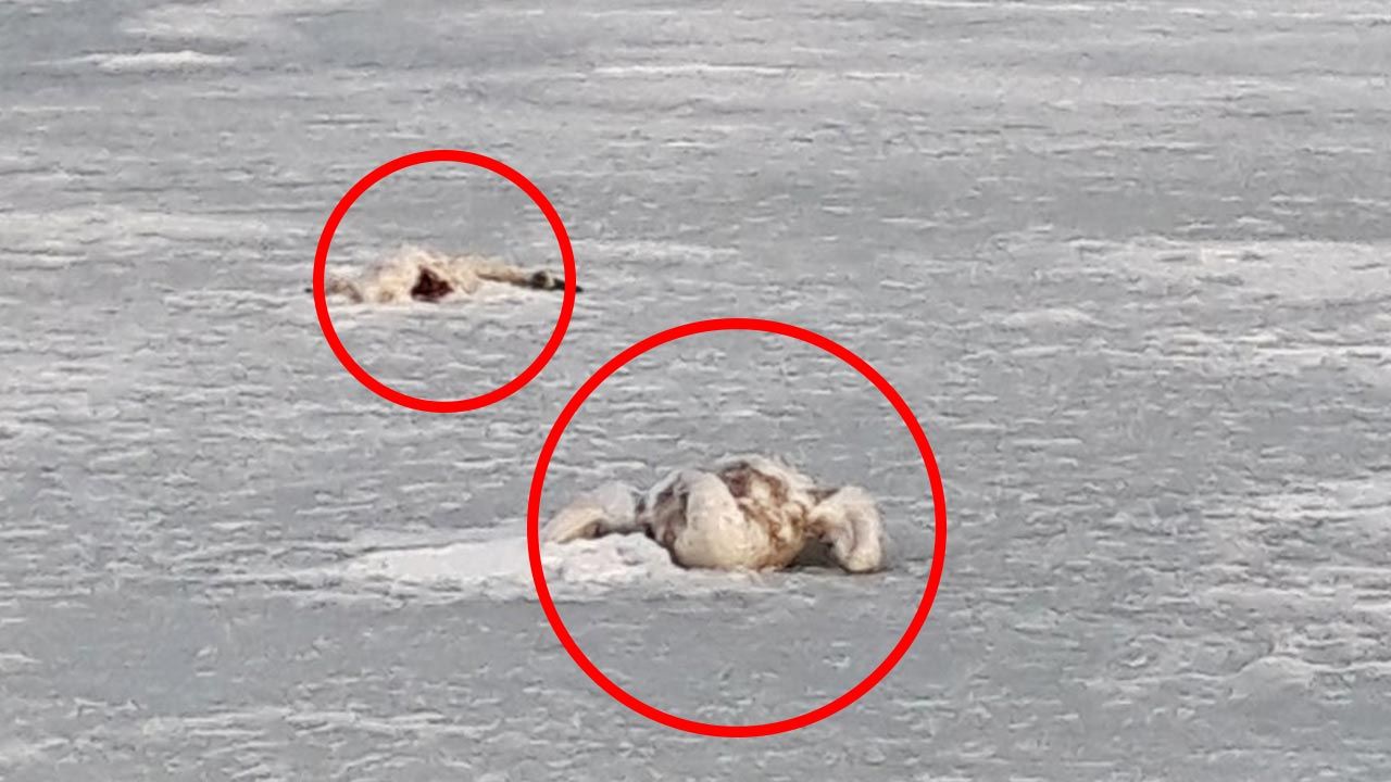 Ptaki przymarzły do tafli lodu (fot. Facebook/Straż Miejska we Władysławowie) Ptaki przymarzły do tafli lodu (fot. Facebook/Straż Miejska we Władysławowie)