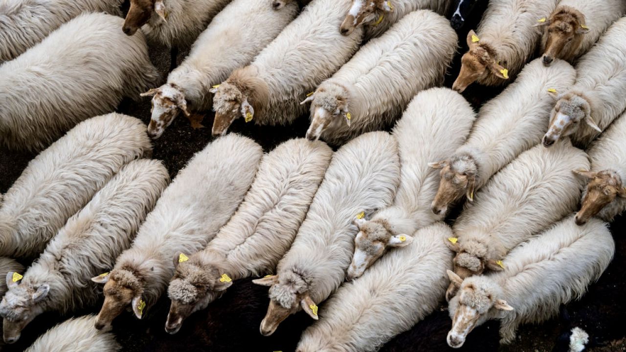 Ponad tysiąc owiec przeszło przez Saragossę (fot. M.del Mazo/LightRocket/Getty Images, zdjęcie ilustracyjne) Ponad tysiąc owiec przeszło przez Saragossę (fot. M.del Mazo/LightRocket/Getty Images, zdjęcie ilustracyjne)