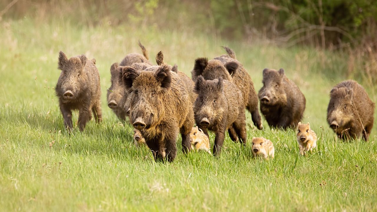 Stada mogą zagrozić lokalnym ekosystemom (fot. Shutterstock) Stada mogą zagrozić lokalnym ekosystemom (fot. Shutterstock)