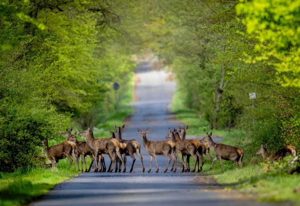Алені пераходзяць дарогу ў лесе Таўнус (Taunus) каля Фран (Фота: Michael Probst / AP Photo / East News)