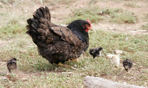 Kurczaki też mogą zmienić płeć. Samice rozwijają jeden, lewy jajnik. Prawy jest uśpiony, a po obudzeniu może stać się i jajnikiem, i jądrem. Jeśli lewy jajnik kury przestanie tworzyć estrogeny, prawy wyprodukuje androgeny i kurczak uzyska cechy zewnętrzne koguta. Jeśli jajo zapłodnione tak, by dać koguta, zostanie przechłodzone, to hormony sprawią, że rozwinie się kurczak o żeńskich cechach. Fot. fir0002flagstaffotos@gmail.com - Praca własna, GFDL 1.2, https://commons.wikimedia.org/w/index.php?curid=136217