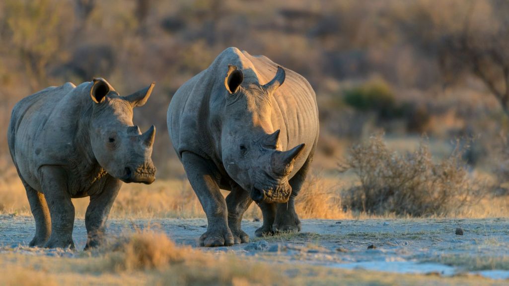 Nosorożce białe (Ceratotherium simum) na terytorium Republiki Południowej Afryki. Fot. Roger de la Harpe/Shutterstock