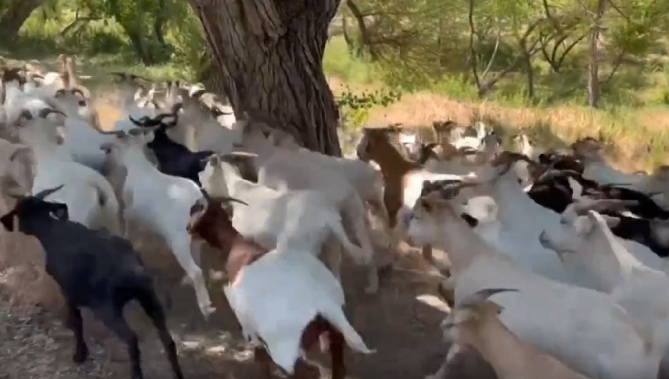 Kozy w Paso Robles w Kalifornii (fot. EBU/Chris Dicus)