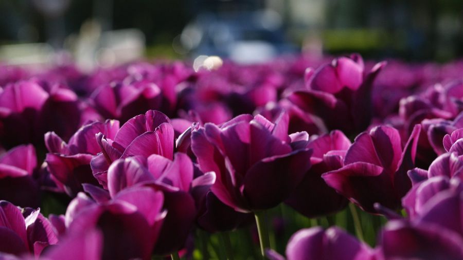 Tulipany, fot. Anna Kowalik
