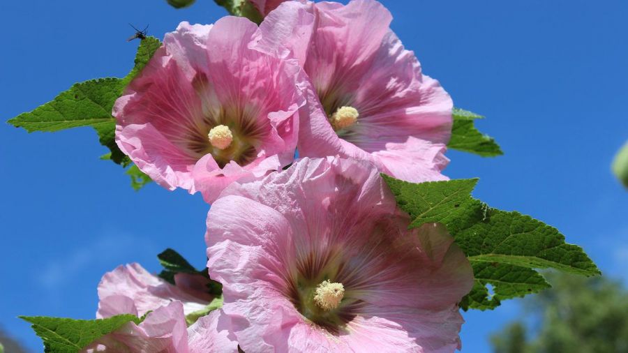 Malwa - kwiat pełen tajemnic i wartości