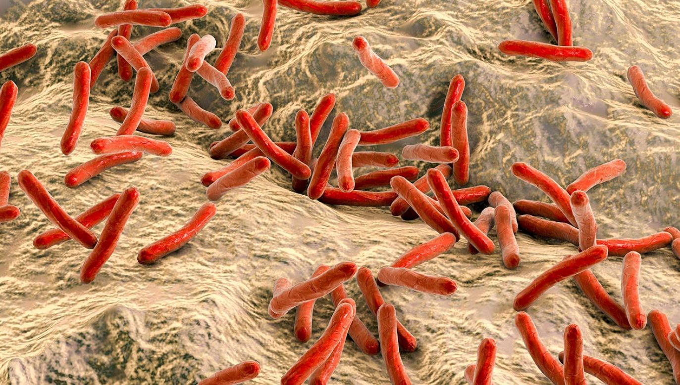 Wywołujące tę chorobę bakterie, mogą przysłużyć się do ratowania wielu ludzi (fot. Shutterstock)