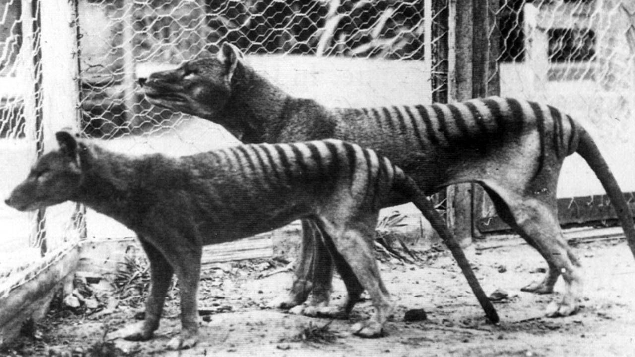 Ostatni tygrys tasmański zmarł w 1936 roku (fot. Universal History Archive/Universal Images Group via Getty Images)
