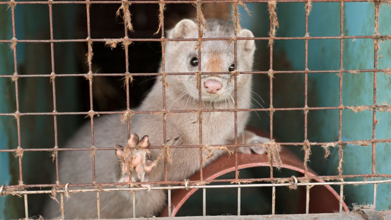 Poland passes bill to ban fur farming by 2033