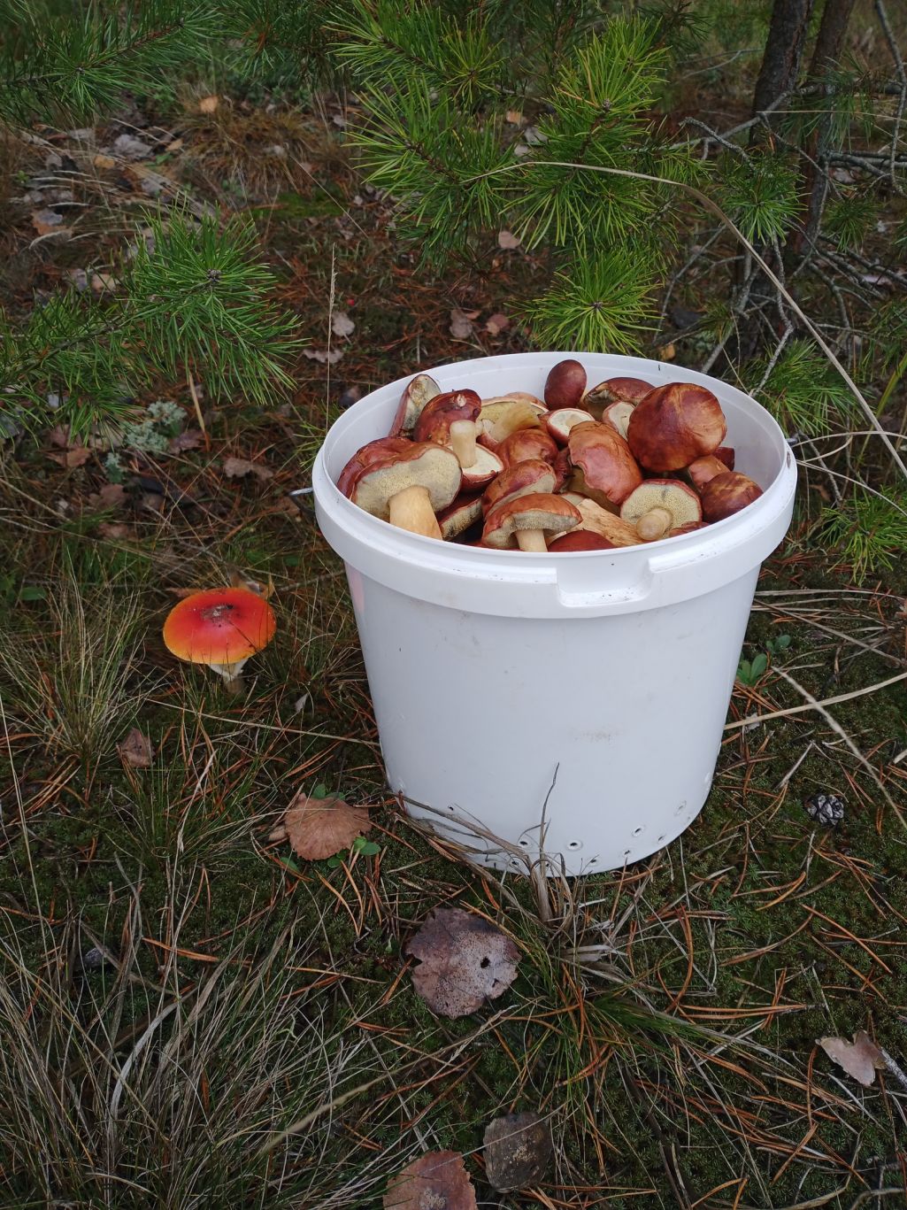 Ведерко грибов, собранных в окрестностях Бобруйска 13 ноября. Фото: Группа ВК «Грибы: грибные войска Беларуси»
