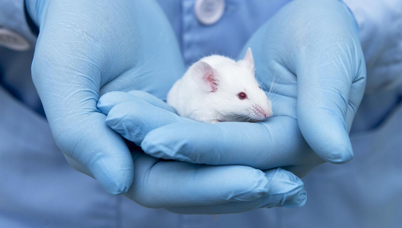 Zdaniem naukowców Omikron pochodzi od myszy (fot. Shutterstock/unoL)