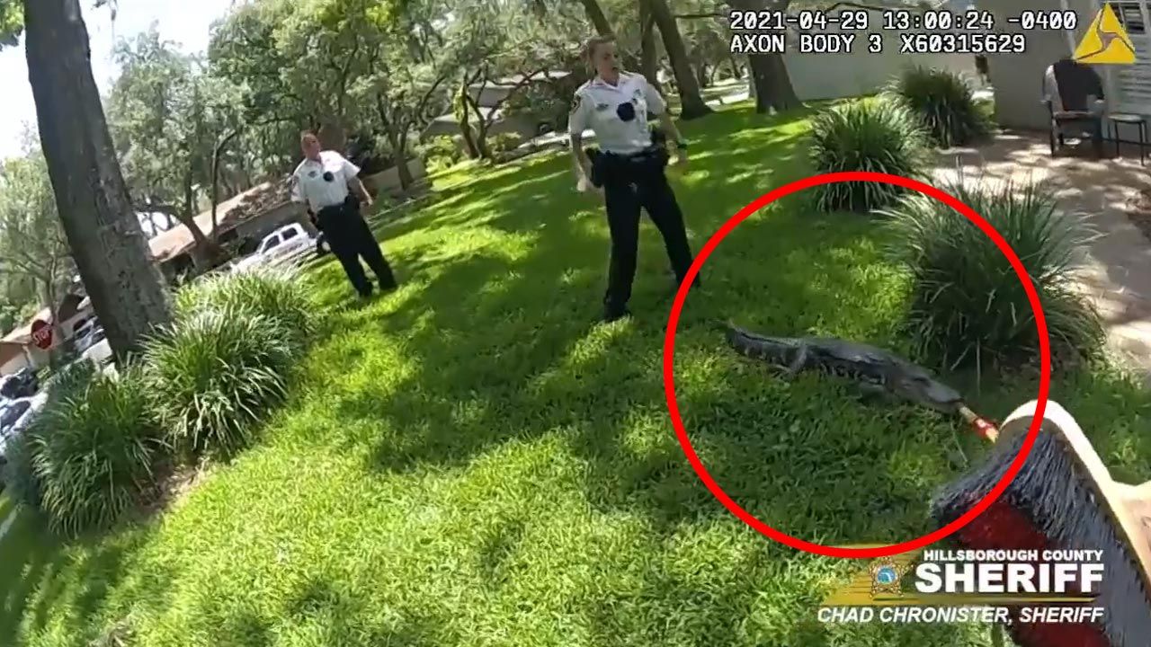 Aligator przed domem na Florydzie (fot. Hillsborough County Sheriff’s Office Aligator przed domem na Florydzie (fot. Hillsborough County Sheriff’s Office