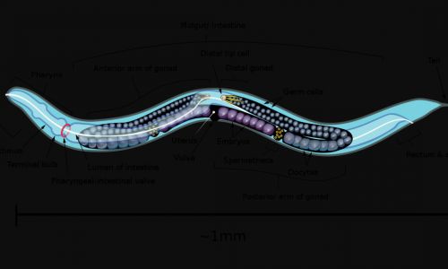 Boczny, anatomiczny schemat hermafrodyty dorosłego nicienia Caenorhabditis elegans (C. elegans), z naciskiem na układ trawienny i rozrodczy. Fot. K. D. Schroeder, CC BY-SA 3.0, https://commons.wikimedia.org/w/index.php?curid=26958836