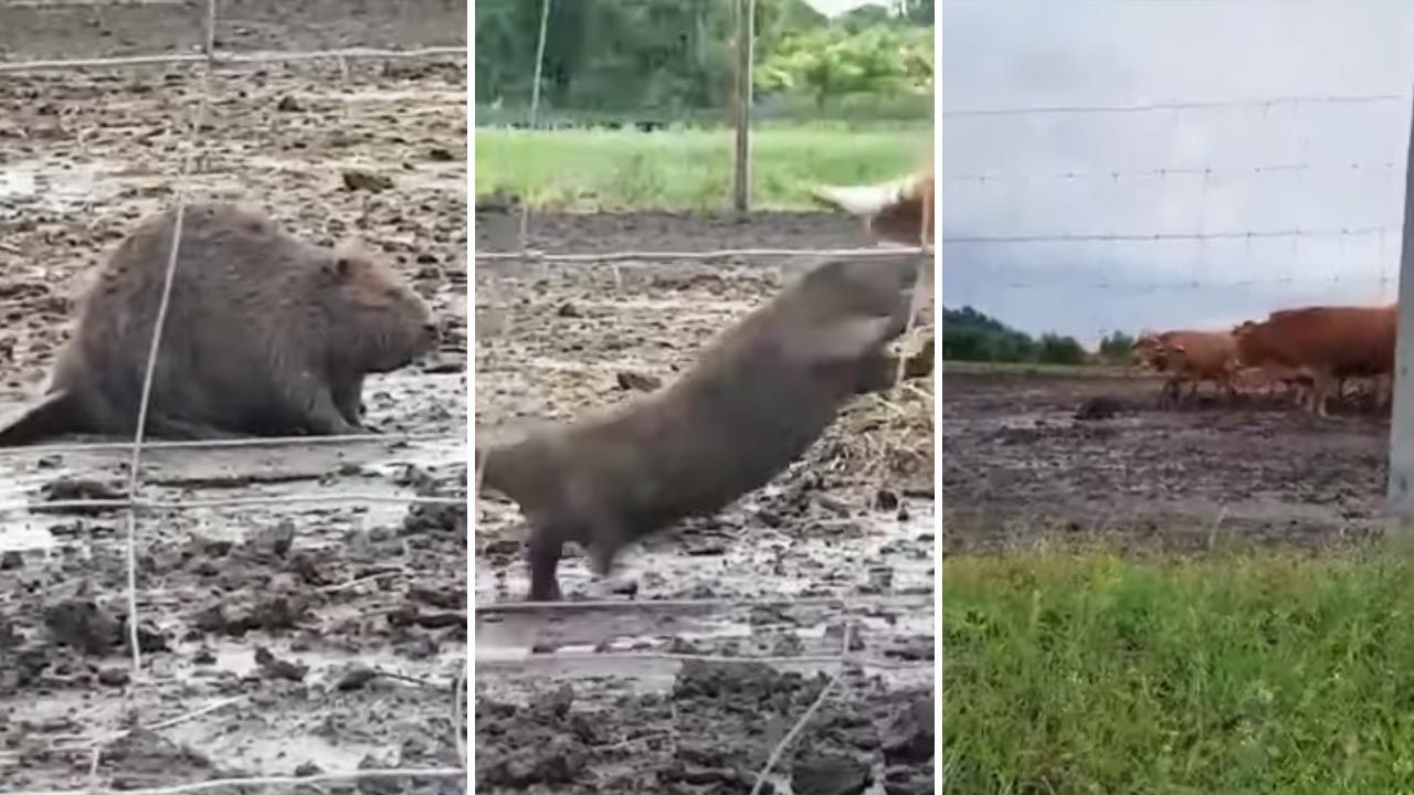 Zwierzę już poskromiono (fot. YouTube/KP TomaszówLubelski) Zwierzę już poskromiono (fot. YouTube/KP TomaszówLubelski)