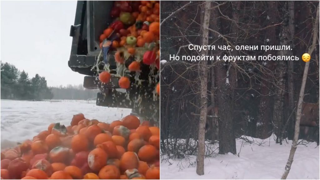 Кадры з TikTok фотажурналіста з пулу Уладзіміра Караніка. Калаж: «Белсат»
