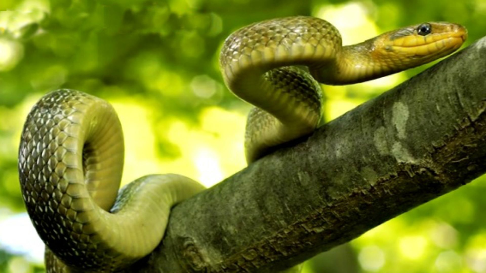 10 faktów o wężach