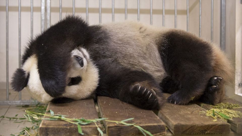 Panda z Francji spodziewa się bliźniąt. Z pomocą ruszają ...