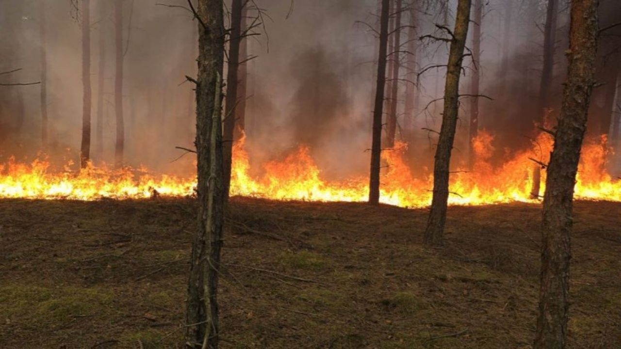 Akcja strażaków w Wielkopolsce. Ogień strawił 18 hektarów lasów i traw
