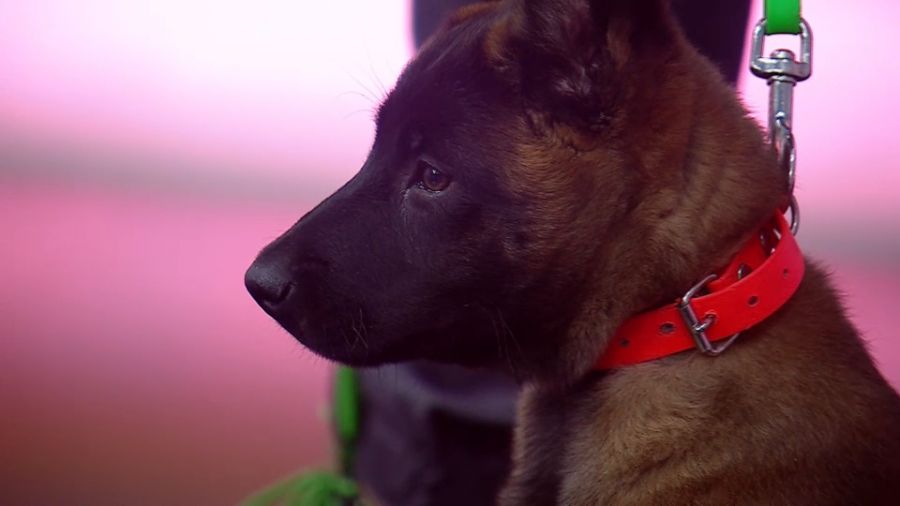 (fot. TVP3 Wrocław)