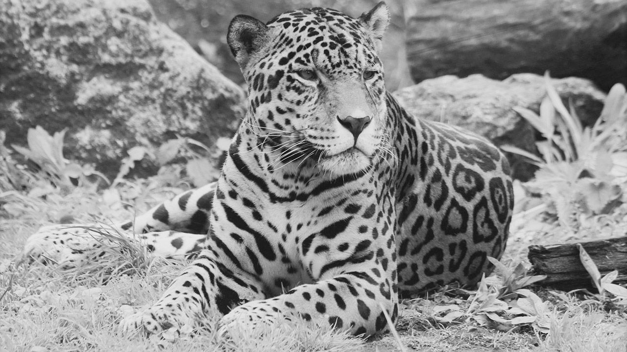 Jaguar Kali miał 21 lat (fot. FB/Drapieżniki Warszawskiego ZOO)