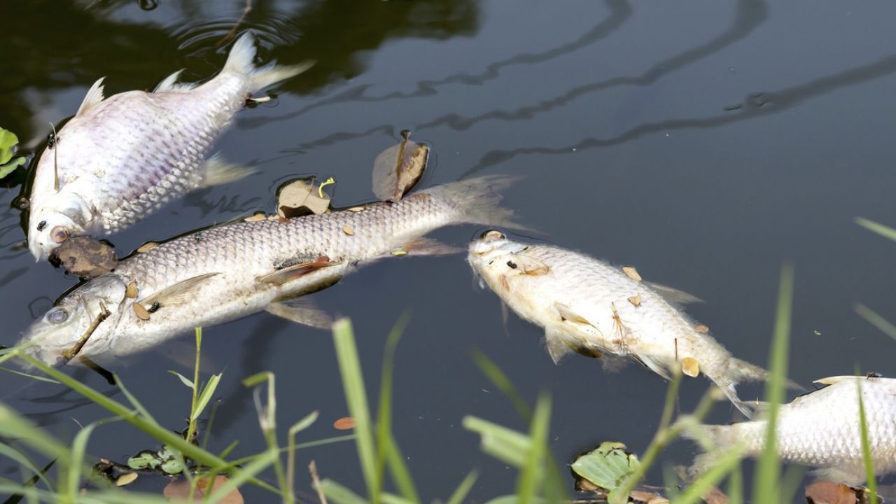 Paweł Rabiej napisał, że ryby znalazły się w takim stanie „od odoru zgnilizny jaki wydaje rząd PiS” (fot. Shutterstock/OPgrapher, zdjęcie ilustracyjne)