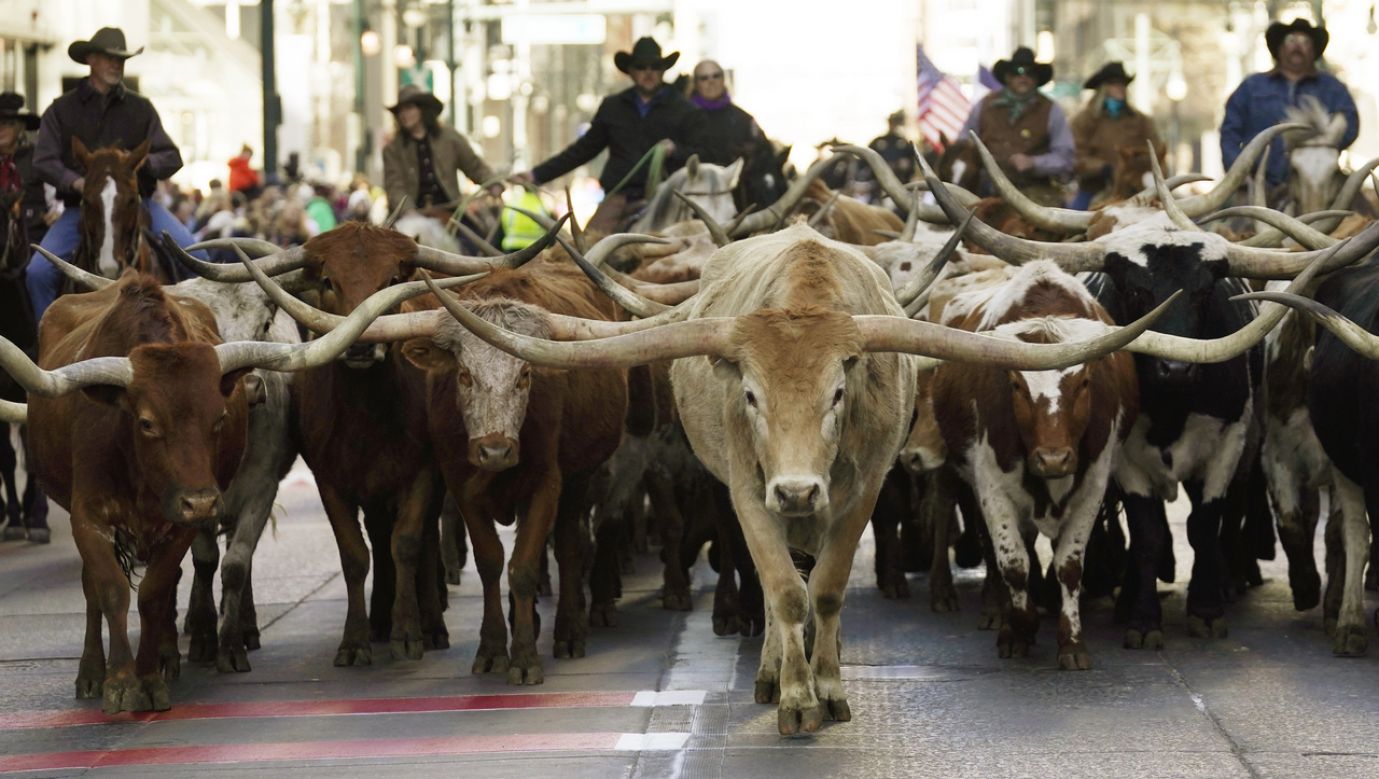 Bydło na ulicach Denver, podczas parady rozpoczynającej coroczny National Western Stock Show w Kolorado. Kowboje gonią stado z Texas Longhorn, 9 stycznia 2020 r. Fot. T. Wilking/Getty Images