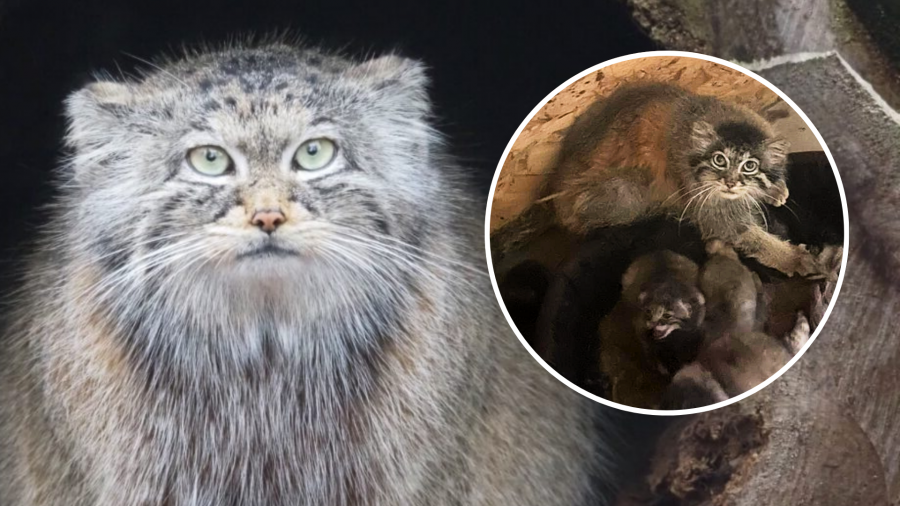 Fot. Gdański Ogród Zoologiczny