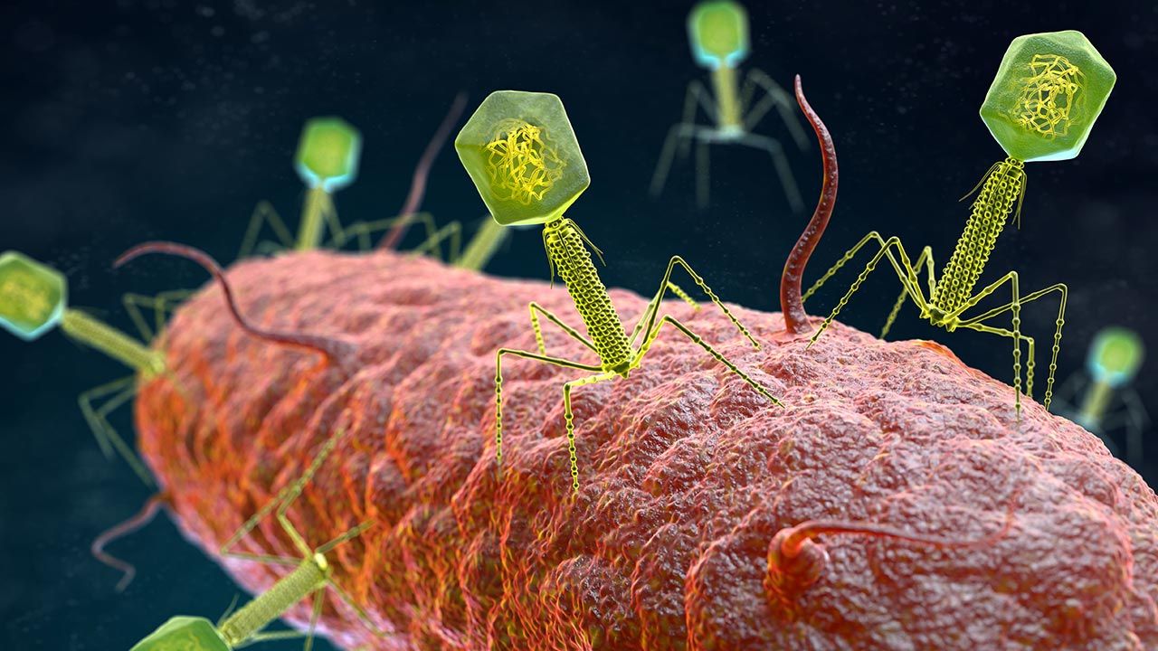 Co to bakteriofagi – wyjaśnia Magdalena Kawalec-Segond (fot. Shutterstock/Tatiana Shepeleva)