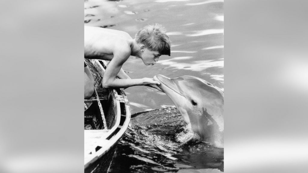 Serial „Flipper” z muzyką Henryka Warsa zyskał ogromną popularność wśród widzów na całym świecie. Fot. Archive Photos/Getty Images