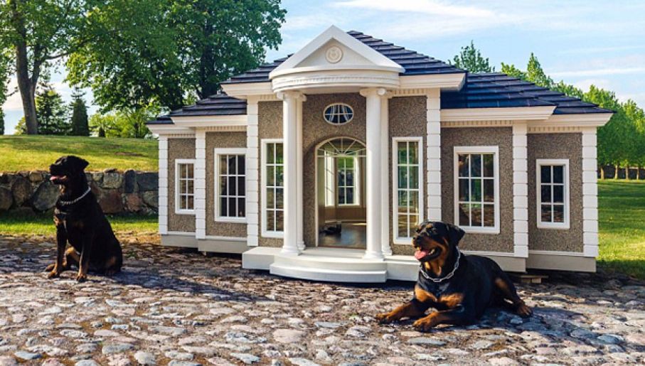 Buda dla psa droższa od willi - tvp.info