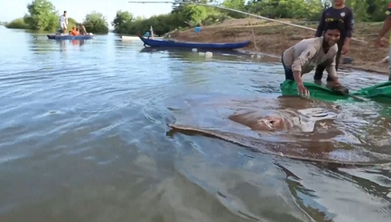 The 180-kilogramme female stingray of the leviathan species was caught by accident last week in the Stung Treng province, Photo: AFP