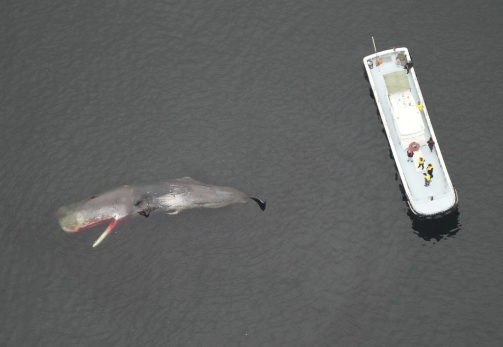 Знясілены кашалот (лат. Physeter macrocephalus) прыплыў (Фота: Yomiuri Shimbun / AP Images / East News)