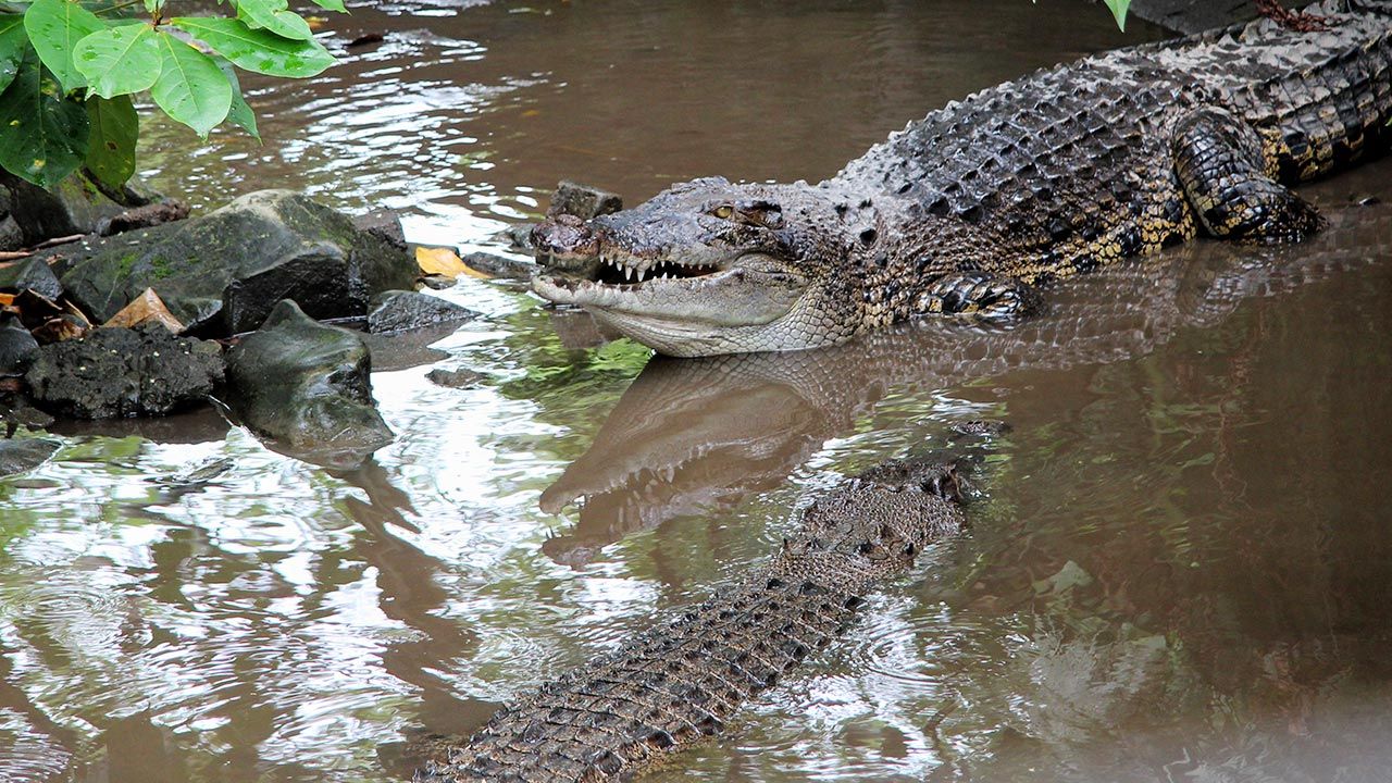 Dorosły krokodyl dostaje jednego dużego gołębia lub kilka ryb na tydzień (fot. Shutterstock)
