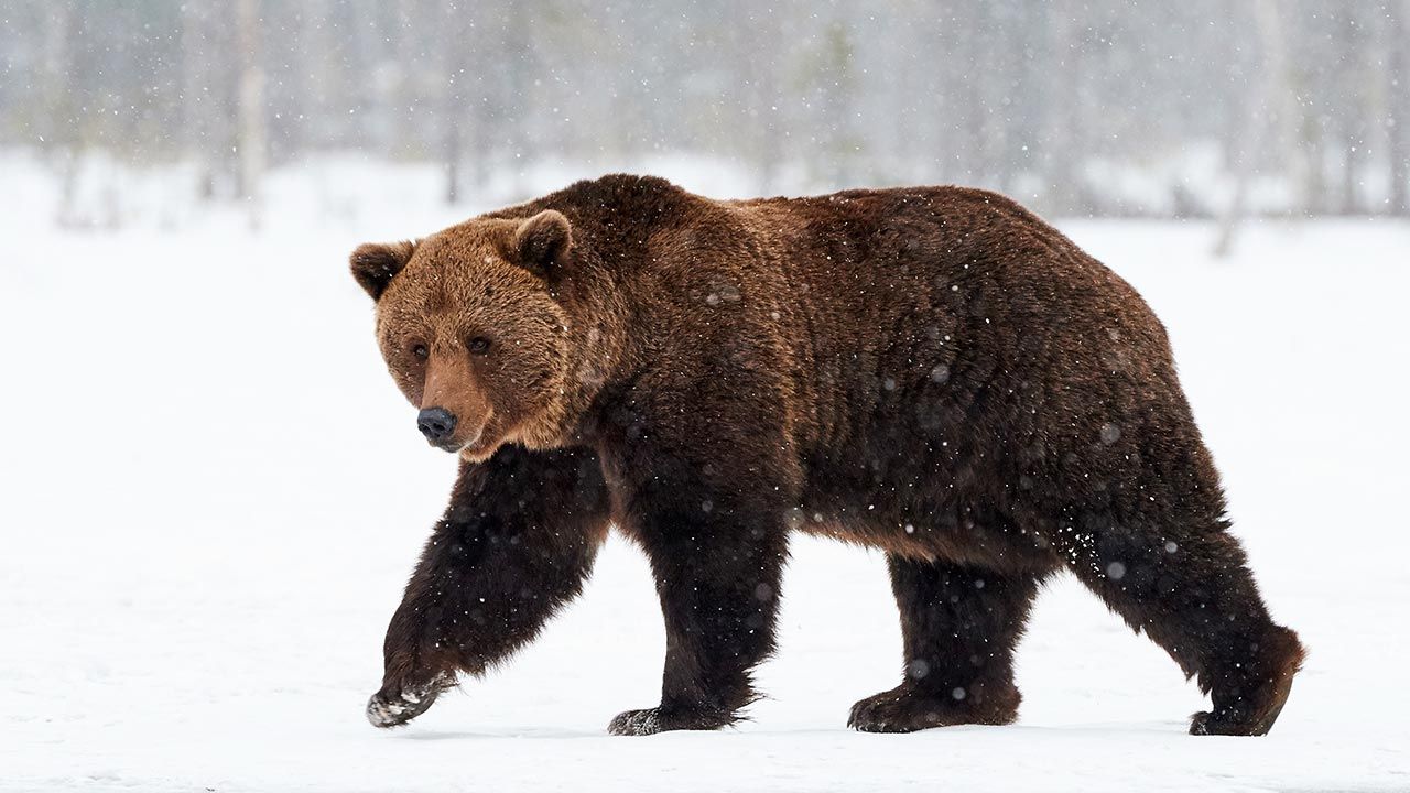 Przyszła pora, kiedy niedźwiedzie zapadają w sen zimowy (fot. Shutterstock/ArCaLu, zdjęcie ilustracyjne)