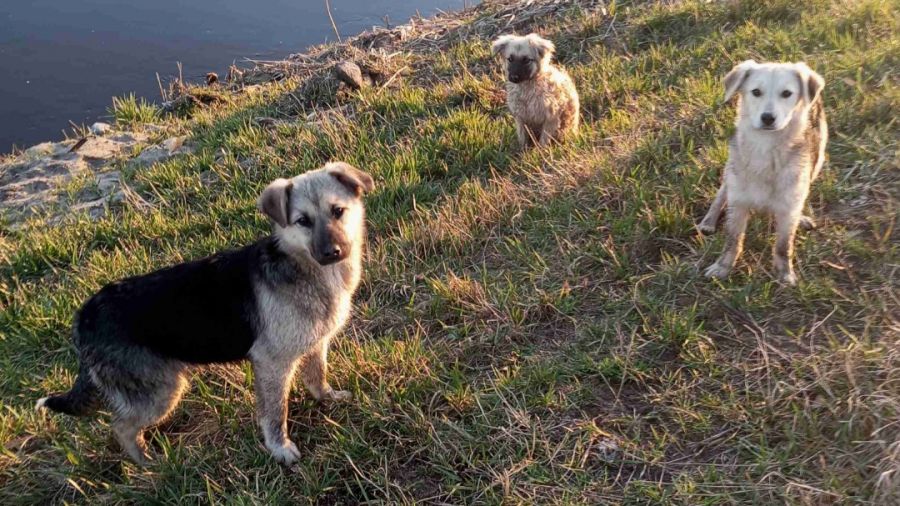 Aplikacja Animal Helper (fot. FB/Animal Helper)