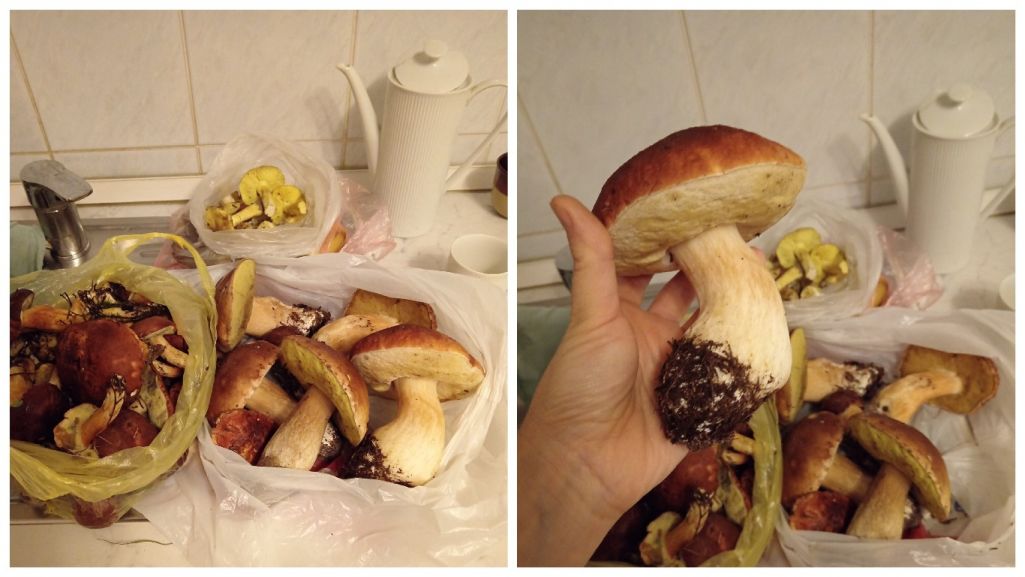 Улов 12 ноября в Калинковичском районе. Фото: Группа ВК «Грибы: грибные войска Беларуси»