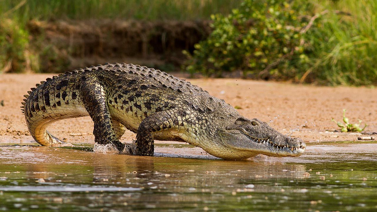 Mężczyzna został zjedzony przez krokodyle (fot. Shutterstock/diegooscar01)