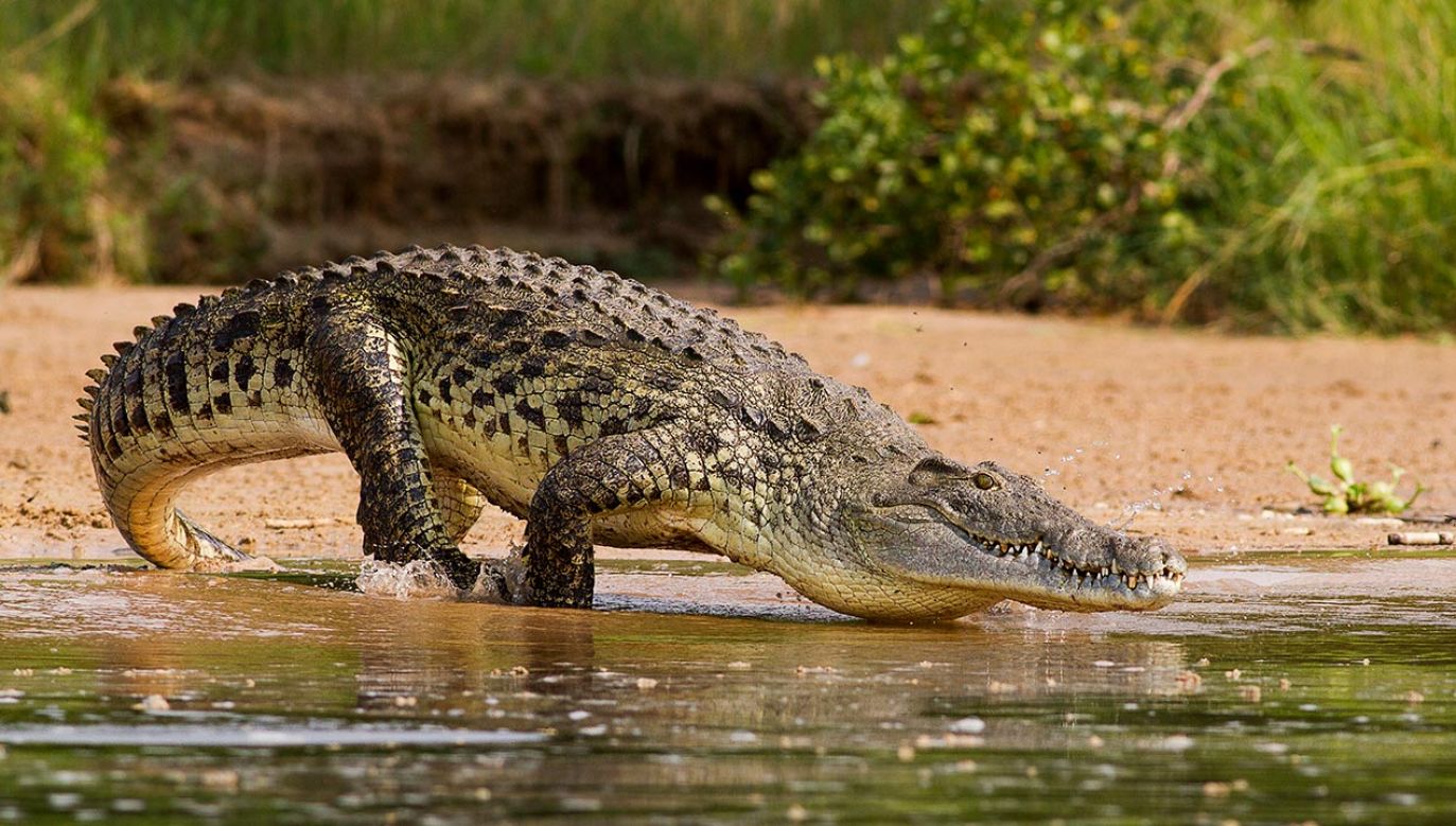 Mężczyzna został zjedzony przez krokodyle (fot. Shutterstock/diegooscar01)